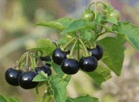 很多人從小吃到大，卻不知它能抗腫瘤，嫩葉是極品野菜